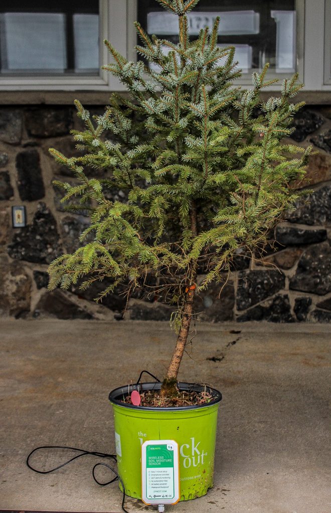 Potted Christmas tree with Soilmote