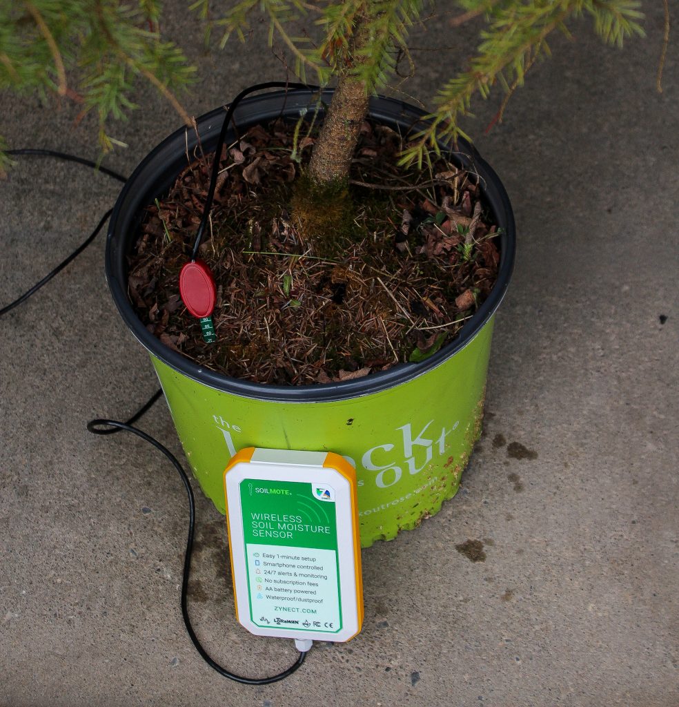 Soilmote inserted in Potted Christmas tree.